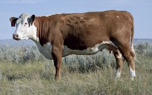 mapping on cattle genome