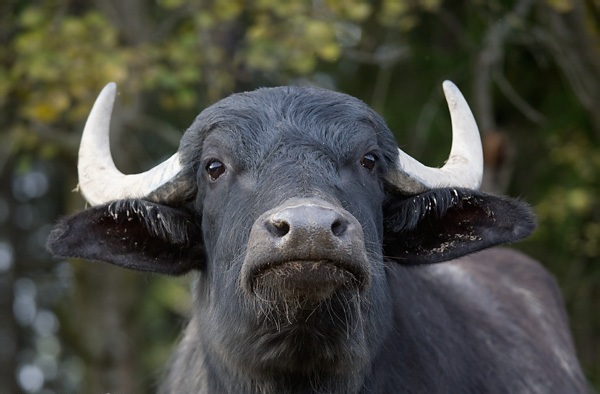 mapping on buffalo genome